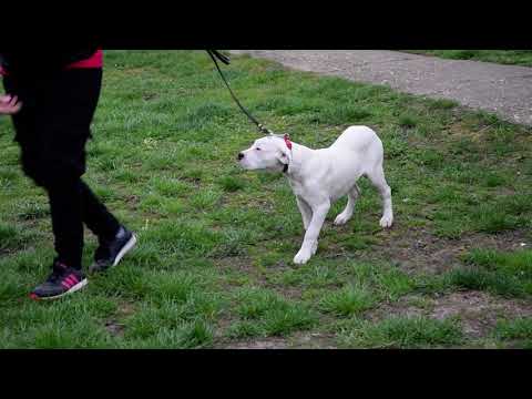 Argentinische Dogge Welpe kaufen