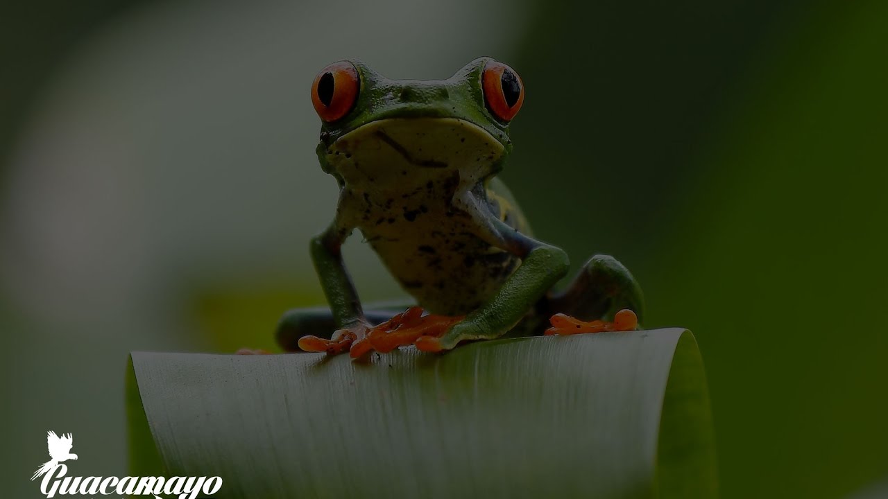 What does the Amazon River carry?