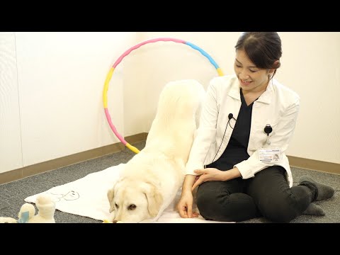 海洋生命科学科 犬がもたらす力　～小児科医師の目線から～
