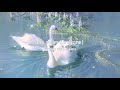 saint-saëns - the swan (pitched down + slowed + reverb) 1 hr version