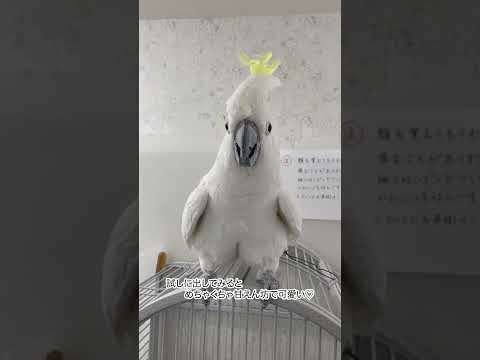 カカトゥア ガレリータ