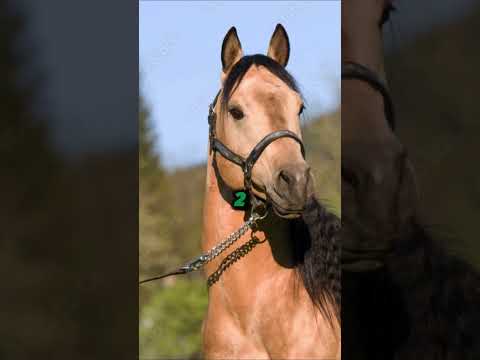 Top 3 Fastest Horse Breeds In The World #shorts