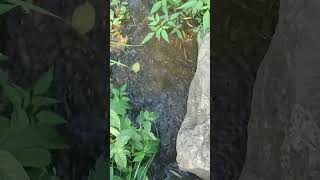 大きな魚影を見た気がした夏の池＠20250724 #shorts