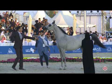 N 70 JURIAT AL KHALEDIAH   Asharqia Arabian Horse Classic 2020   Fillies 2 Years Old Class 2A