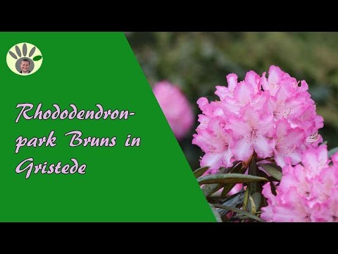 Rhododendronpark Bruns in der Parklandschaft Ammerland mit Pflegetipps