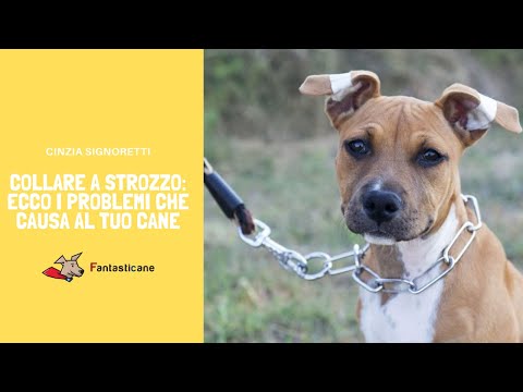 Collare a strozzo - Ecco i problemi che causa al tuo cane