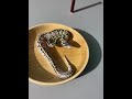 Angry Ball Python We Named Carol Baskin!!! #shorts