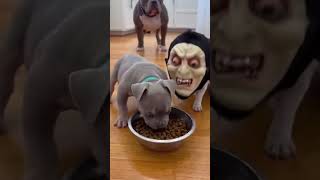 배꼽 빠지는 유튜브 쇼츠 강아지