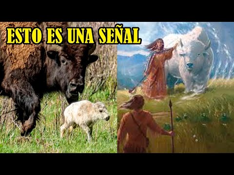 Búfalo Blanco Marca el Inicio de la Profecía Lakota