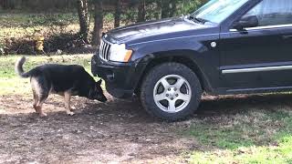 Willow at 8ish weeks.. hiding from Elsa under the Jeep part 1 #shorts