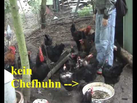 Dr. Klawonns Welt - Teil 9: Hackordnung bei Hühnern