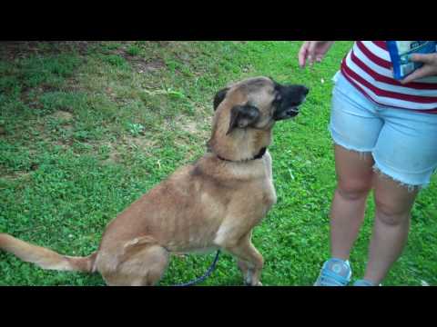 Athena - Female Belgian Malinois