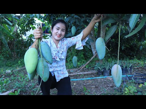 Pick mango in my village for my recipe / Deep fry quails recipe / Cooking with Sreypov