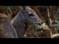 BBC Natural World :Himalayas-Musk deer