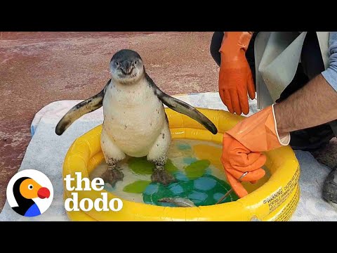 Man Helps Penguin Overcome Her Fear of Water