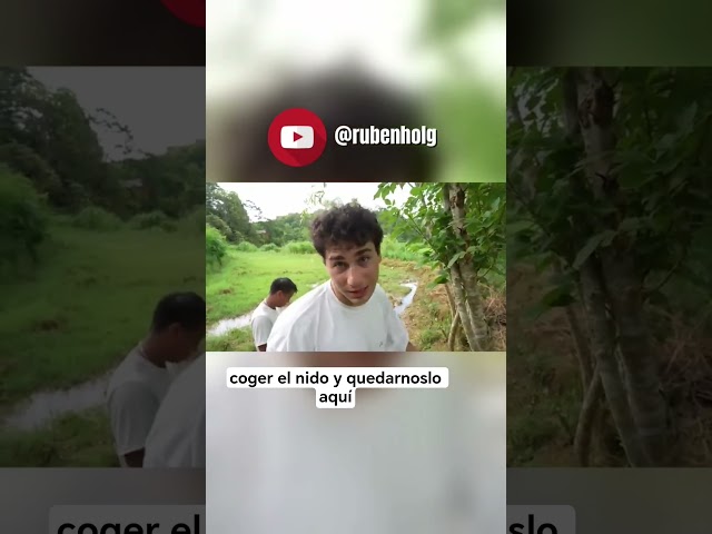Vídeo relacionado con TISMHGKU 6 Piezas Nido de Avispas,Anti Avispas Exterior,Colgar Nido de Avispas Falsas,Señuelo en Forma de Nido de Artificial,Trampas Avispas Exterior para casa y jardín al Aire Libre