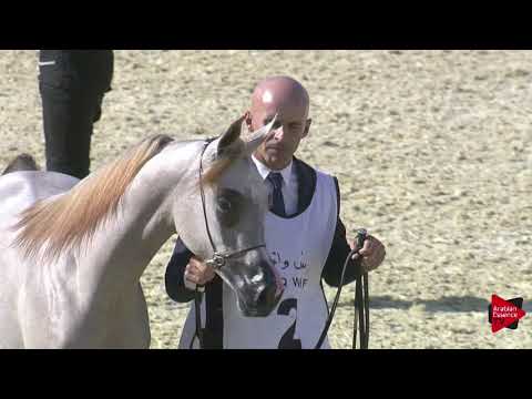 N.2 REEM AL SRAIYA - 2019 Qatar International show - Yearling Fillies (Class 1A)