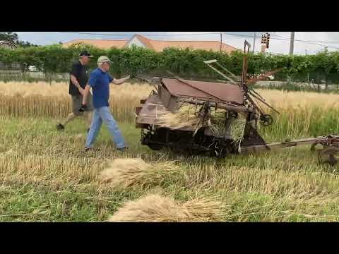 Harvesting barley with a 100 year old antique vintage grain binder (reaper).