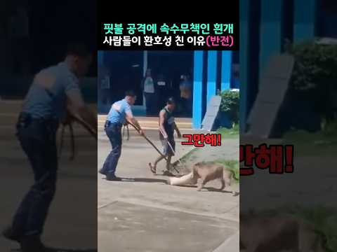 핏불 공격에 쓰러진 흰개 그런데 사람들이 흰개를 보고 환호성을 지른 이유