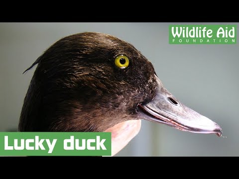 Lucky escape for tufted duck caught on a fishing hook