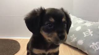 ハーフ犬の動画01