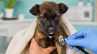 Rescue of a Lost Stray Puppy with No Family or Home: Watch Until The End