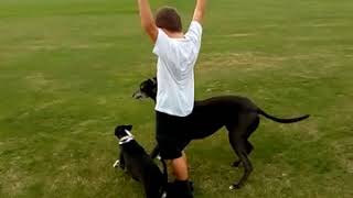 Greyhound vs Whippet