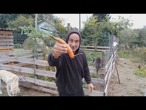 Mélymulcs 24 - Jó lesz a répa, Káposztafélék erőre kaptak, csak sajnos már október van