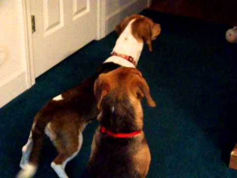 Zuni and Lakota looking for intruder dog...