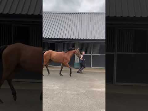 Video 6