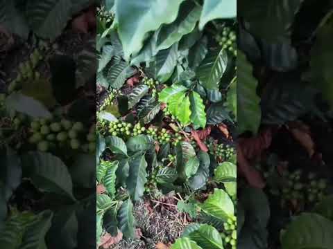 Meses sin lluvia: así ha resistido nuestro cafetal gracias a la fertilización