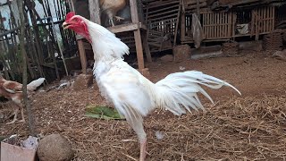 Download lagu Suara ayam kampung berkokok di pagi hari #rooster #ayam #ayamkampung  mp3