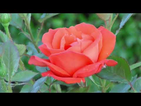 blooming flower slow motion with calm relaxing music