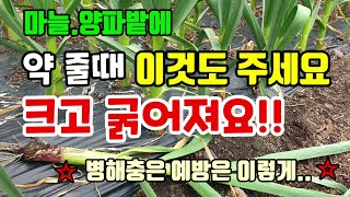 마늘/양파밭에 약줄때마다 이것도 함께 주세요 크고 굵어집니다 양파마늘대파쪽파 병해충과방제 방법
