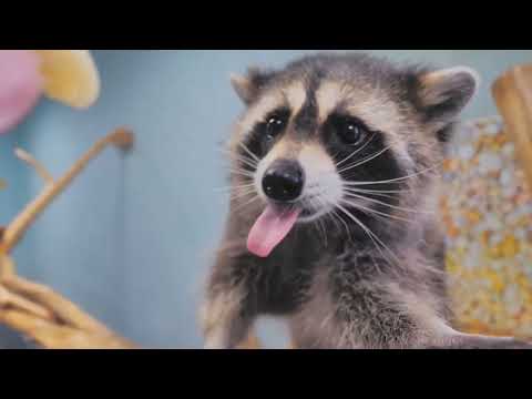 🦝 Owning a Raccoon:: A comprehensive Guide 🦝