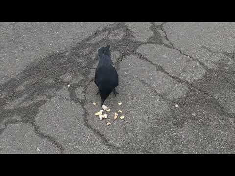 Charlie takes a risk and lands on the street to get his treats