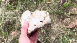 We were in the forest today