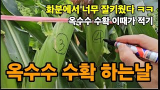텃밭주인 코딱지만한 밭에서 옥수수수확 번호를쓰는 이유가?ㅋㅋ 수확시기는 이때가 적기~ #옥수수수확시기 #옥수…