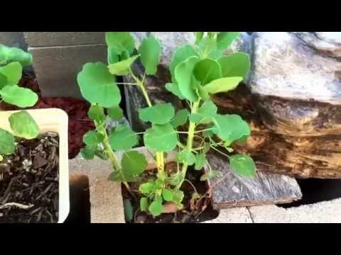 download lagu mp3 mp4 Papalos, download mp3 Papalos free download mp3, download mp3 Papalos