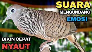 Download lagu Perkutut Lokal Gacor Suara Paling Ampuh Untuk Pancingan Burung Perkutut Agar Bunyi. mp3