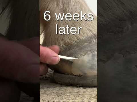 Helping a horse that has really thin Soles