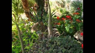 preview picture of video 'Ein Gedi - Botanical Garden (Israel)'