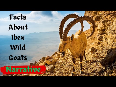 Facts About Ibexes Wild Mountain Goats-Narrative