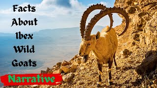 Facts About Ibexes Wild Mountain Goats-Narrative