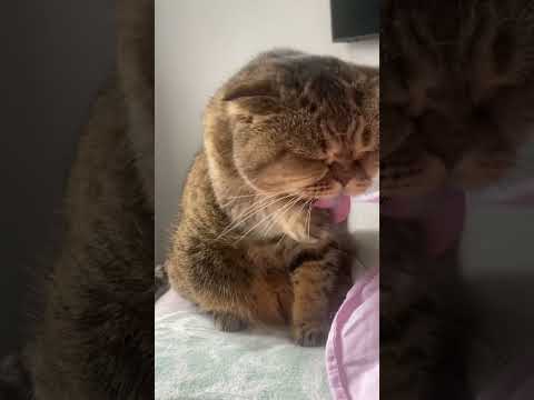 Главное 🙏 #цитаты #cat #цитатыпрожизнь #кот #цитатыосмысле #котик #цитатыизкниг #рекомендации