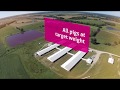 3 Pig Sorting EN 2017 UK