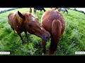 Wild Horse Mating At The Purple Wild Flower Field