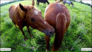 Download lagu Wild Horse mating at the purple wild flower field mp3