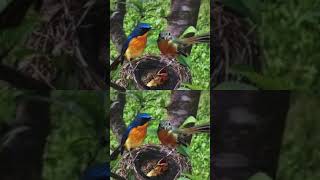 Download lagu pancingan burung tledekan gunung kawin mp3