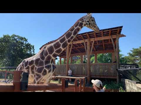 Como Live: Giraffe Training Session